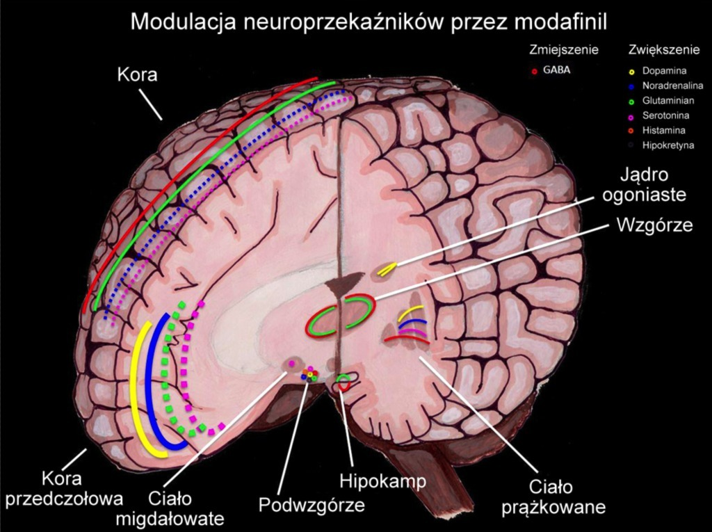 Modulacja neuroprzekaźników w mózgu przez modafinil